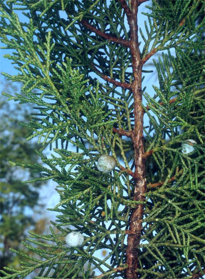 JUNIPERUS VIRGINIANA